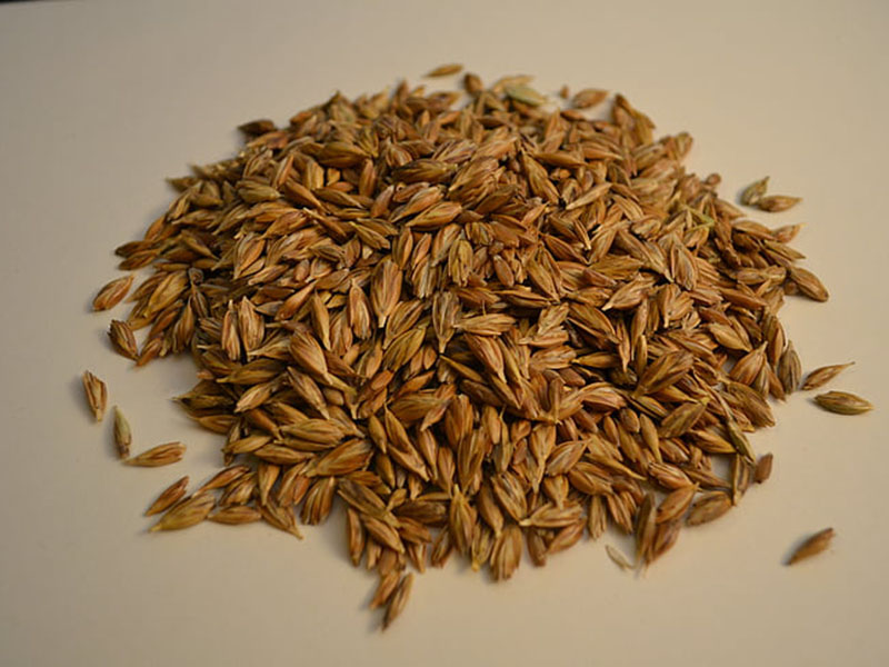 黃曲霉毒素定量檢測(cè)儀快速定量檢測(cè)糧食安全