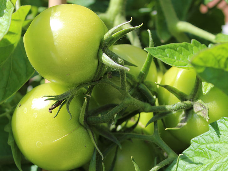 農(nóng)藥殘留檢測儀結(jié)果準確嗎？