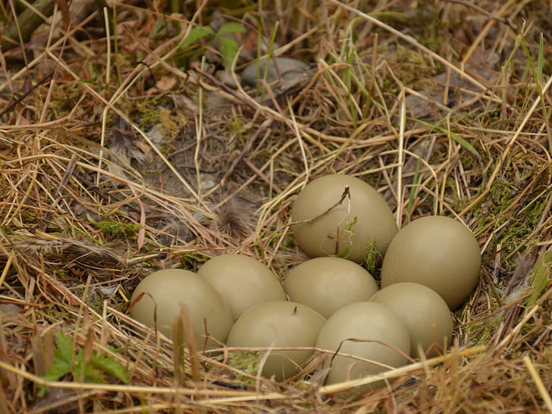 雞蛋中的藥物殘留要怎么檢測(cè)