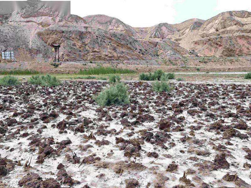 土壤發白是什么原因