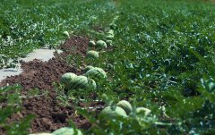 土壤養(yǎng)分檢測(cè)儀預(yù)防西瓜空心皮厚