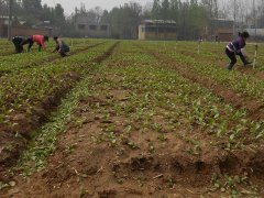 測土配方施肥有什么規則