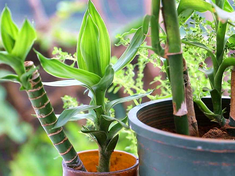 土壤氮、磷、鉀檢測器