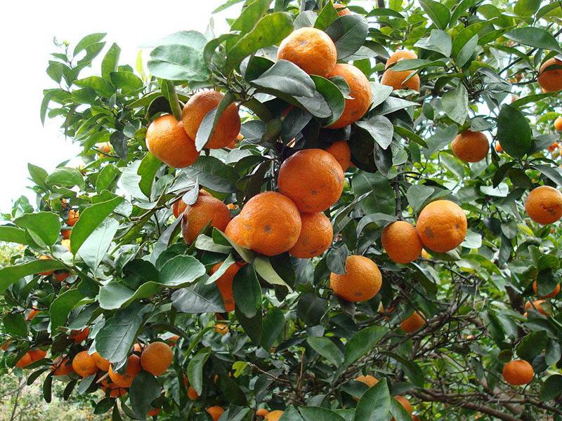 砂糖橘的種植，光照很重要