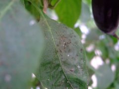 手持式葉面積可無損測量葉面積和相關指數